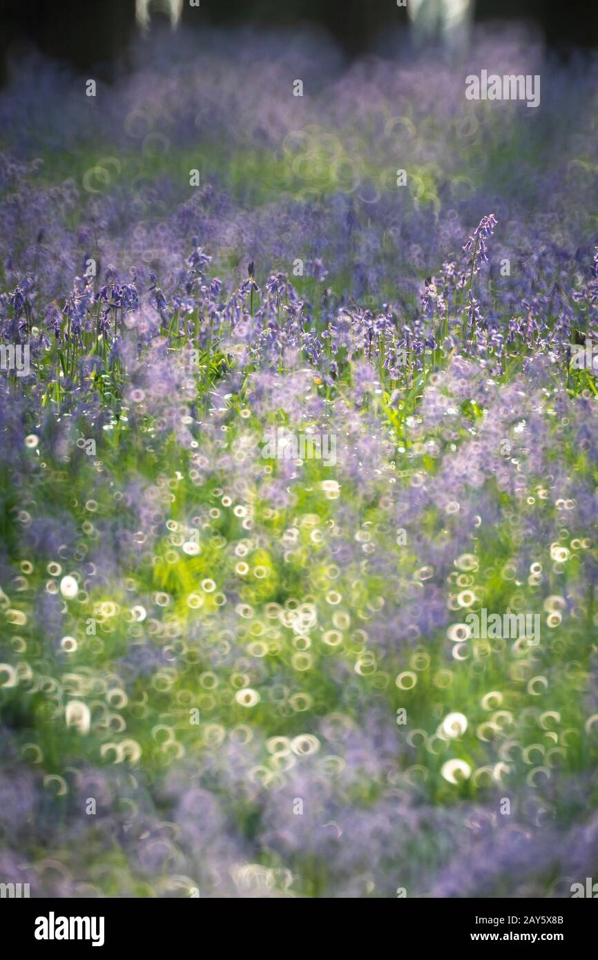 Bois De Bluebell Dans La Forêt D'Ashridge, Hertfordshire, Angleterre Photo: © 2020 David Levenson Banque D'Images