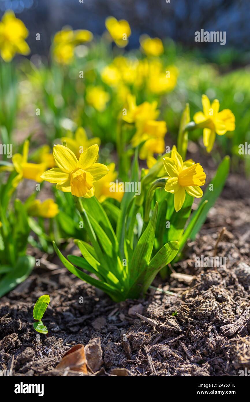 Une courte variété, Tete-a-Tete, de jonquille fleuissant dans le jardin printanier. Banque D'Images