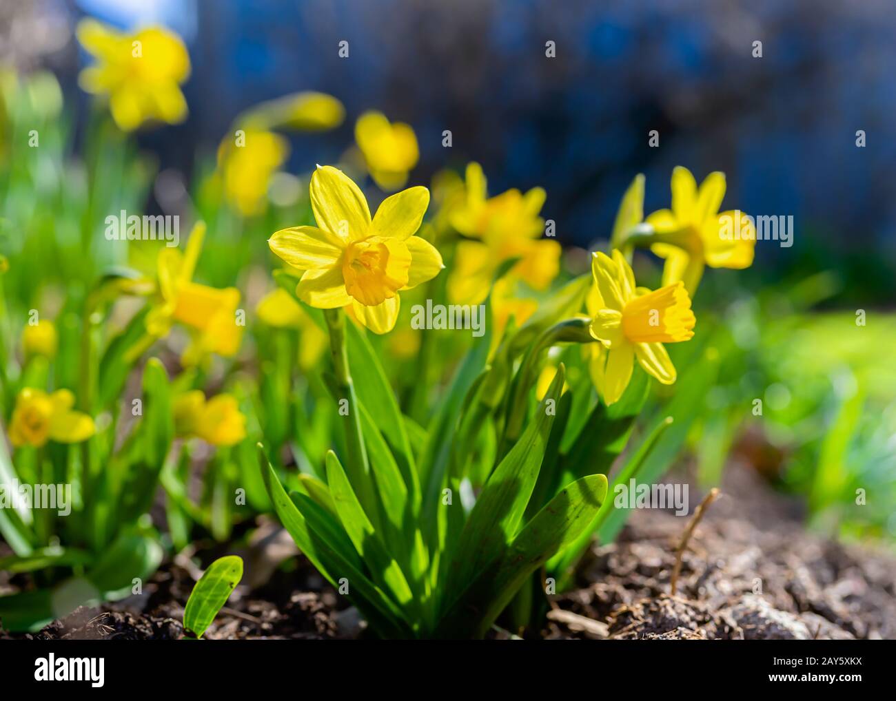 Une courte variété, Tete-a-Tete, de jonquille fleuissant dans le jardin printanier. Banque D'Images