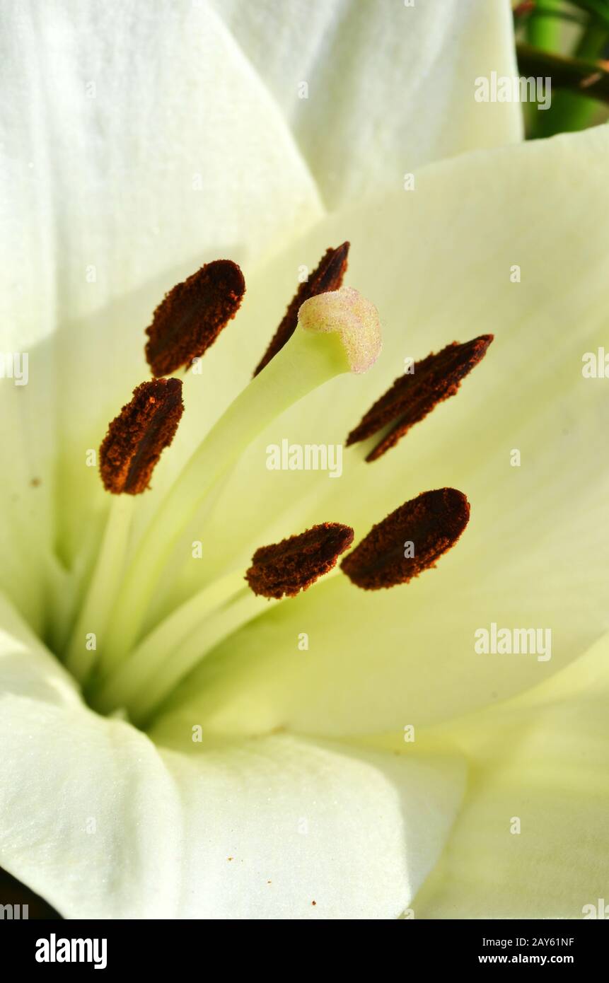 Beau jardin de plus en plus lily Banque D'Images