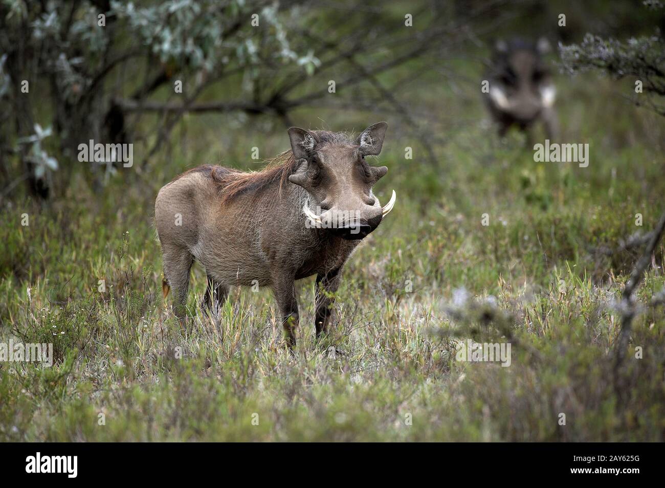 Warthog, phacochoerus aethiopicus, mâle avec de longues Défenses, Masai Mara Park au Kenya Banque D'Images