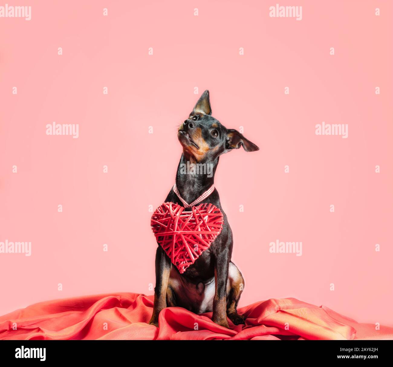 petit chien curieux miniature pinscher avec coeur valentines décor de jour isolé sur un fond rose Banque D'Images