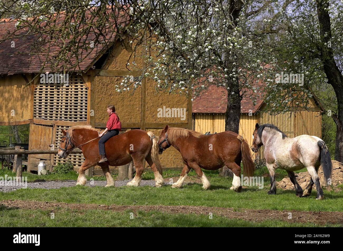 Projet de Bretagne, Cheval Girl Riding Banque D'Images