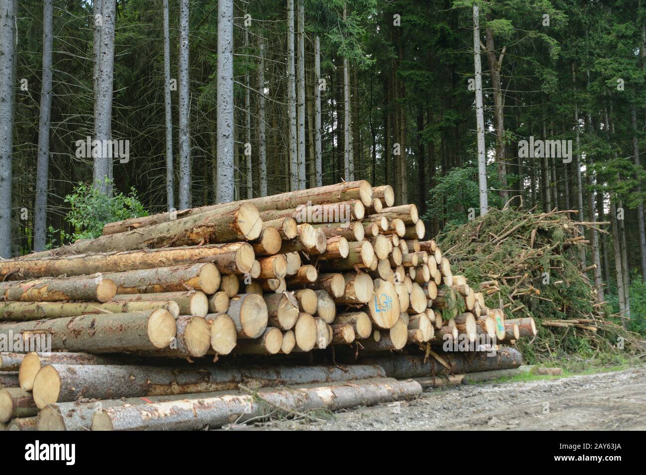 arbres d'épinette abattus en attente de collecte empilée - bois rond Banque D'Images