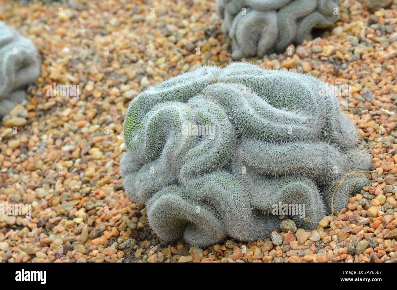 Cactus vert qui ressemble au cerveau Banque D'Images