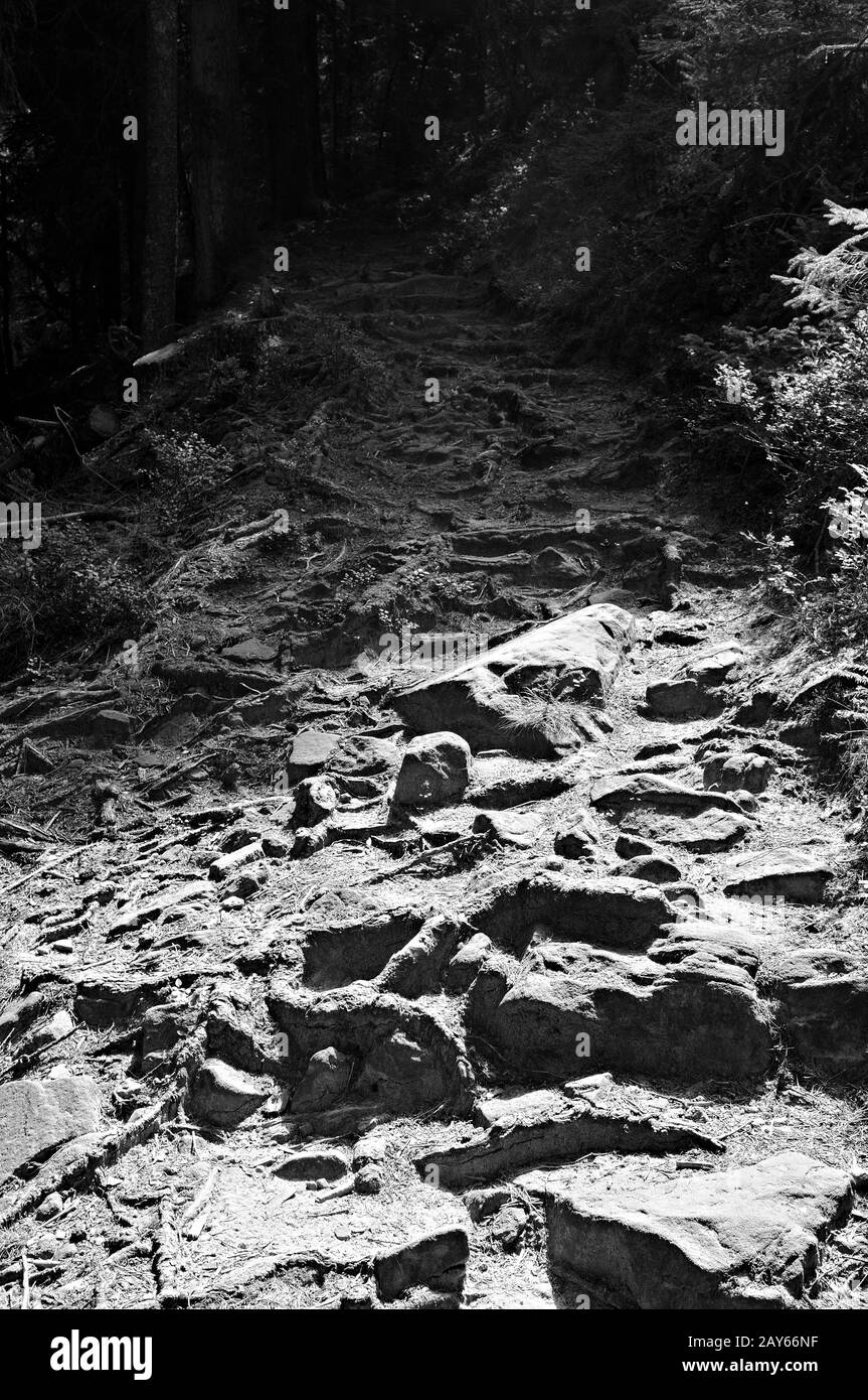 Marchez dans la forêt noire sombre et Ellbachsee Kniebis en Allemagne noir et blanc Banque D'Images