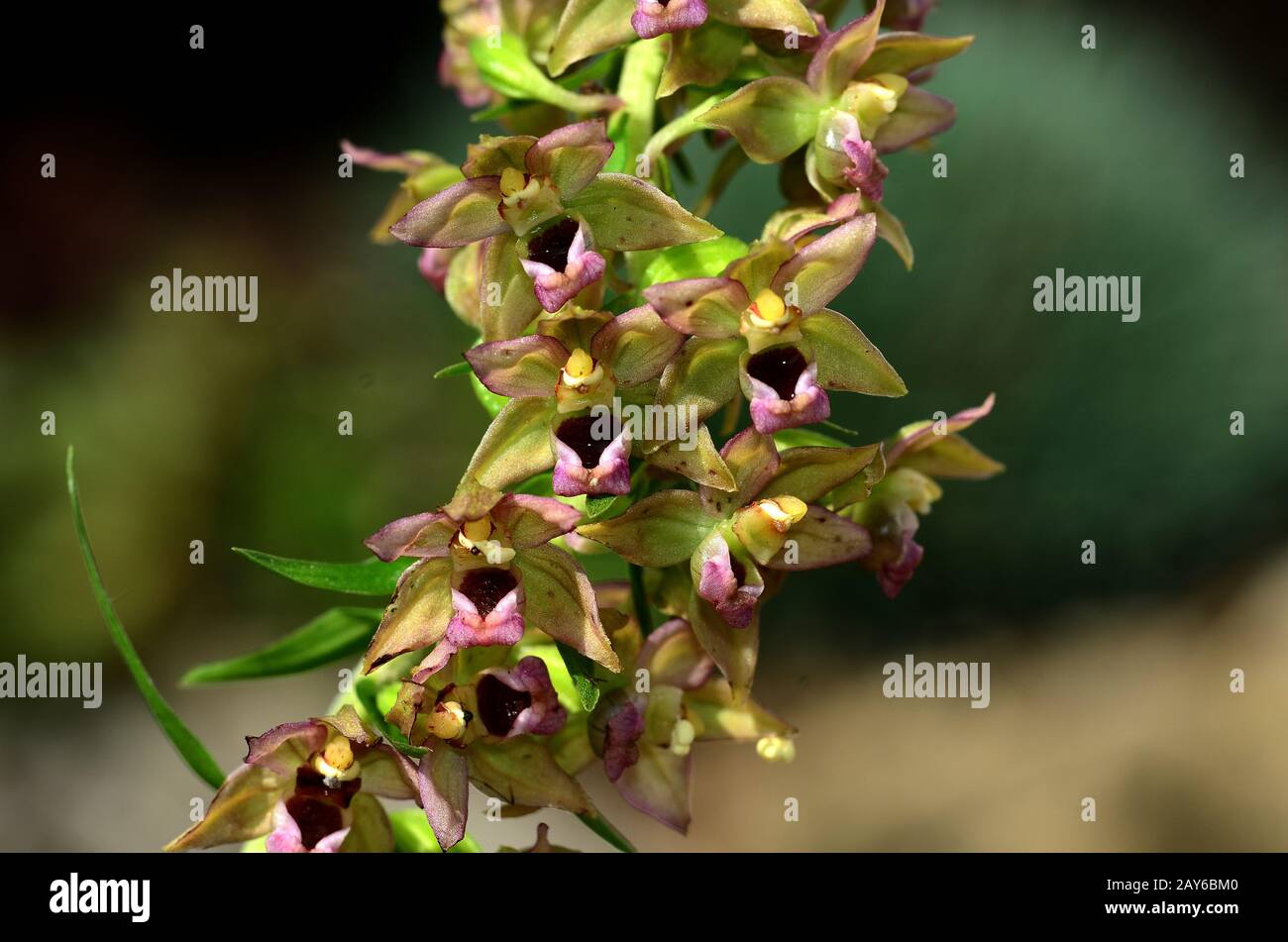 orchidée à feuilles larges, helléborine large, feuille large, fleur, fleur, Banque D'Images