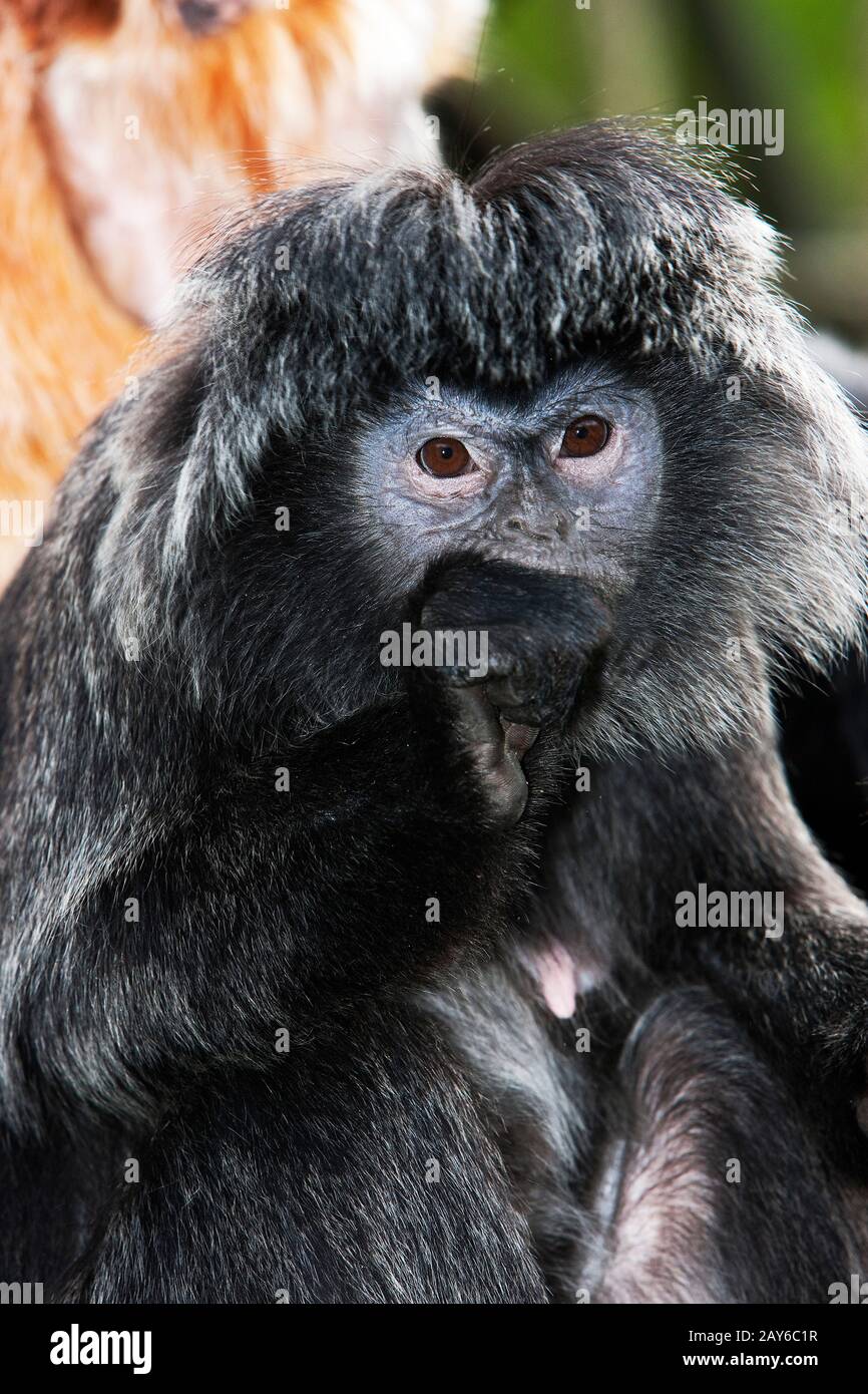 Langur de Java ou de Javan Lutung, trachypithecus auratus, adulte Banque D'Images