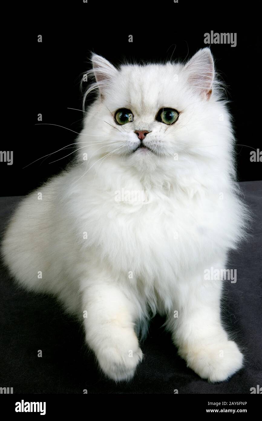 Chat Persan Chinchilla Aux Yeux Verts Des Profils Sur Fond Noir Photo Stock Alamy