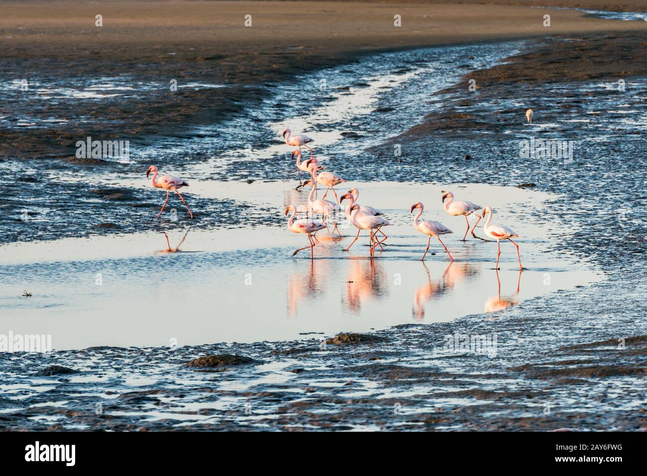 Groupe De Flamants Roses Et Blancs La Baie De Namibien Walvis Photo groupe-de-flamants-roses-et-blancs-la-baie-de-namibien-walvis-photo