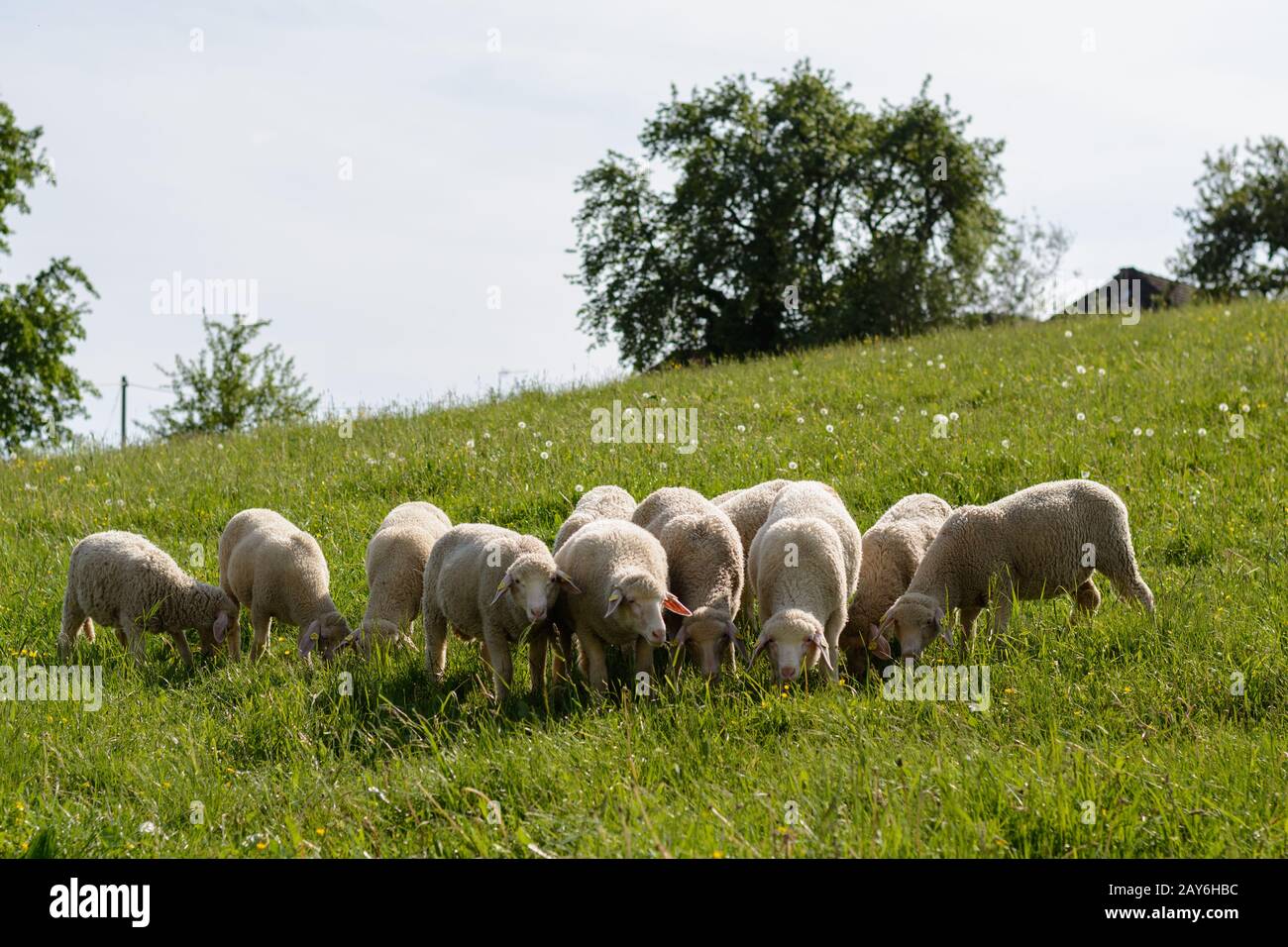 Troupeau de moutons sur un pré de fleur avec herbe verte sap Banque D'Images