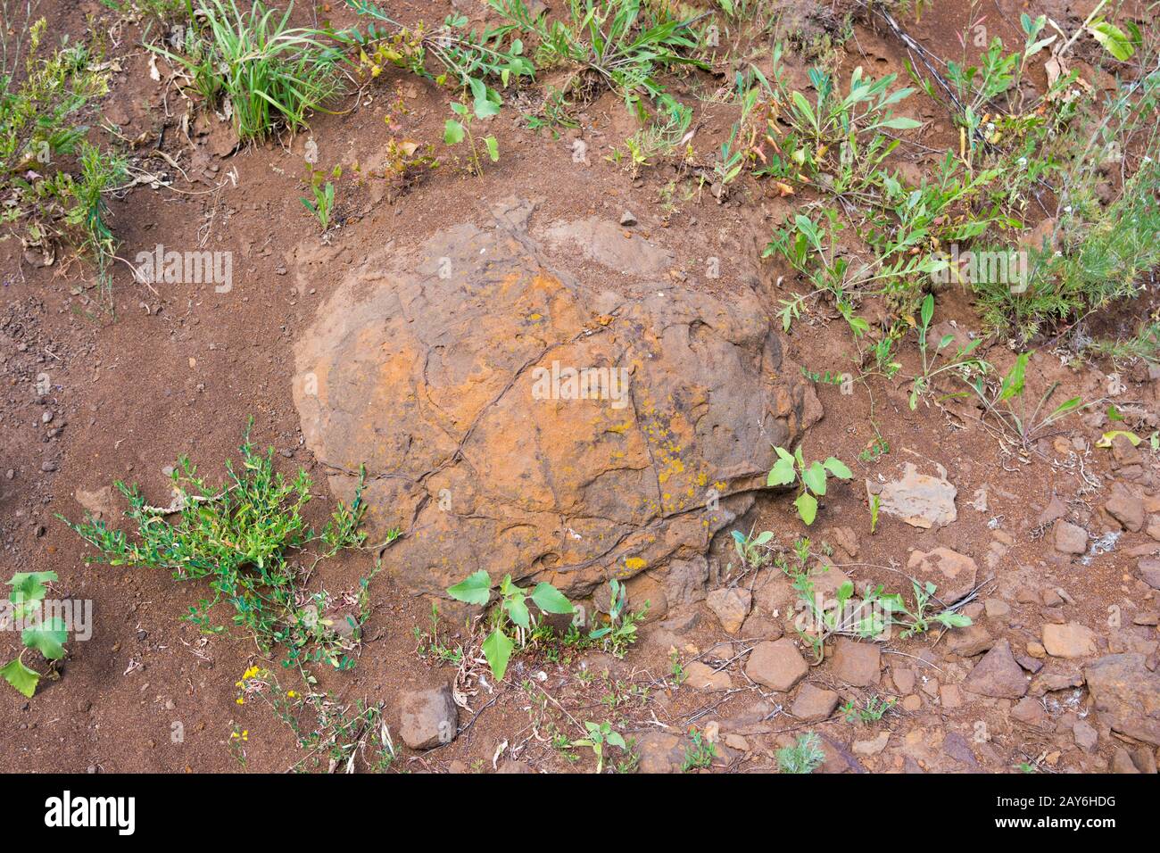 Formation en pierre enfouis dans le sol qui rappelle d'oeufs de dinosaures ont été trouvés près du village de Olhovka Kotovo Distric Banque D'Images