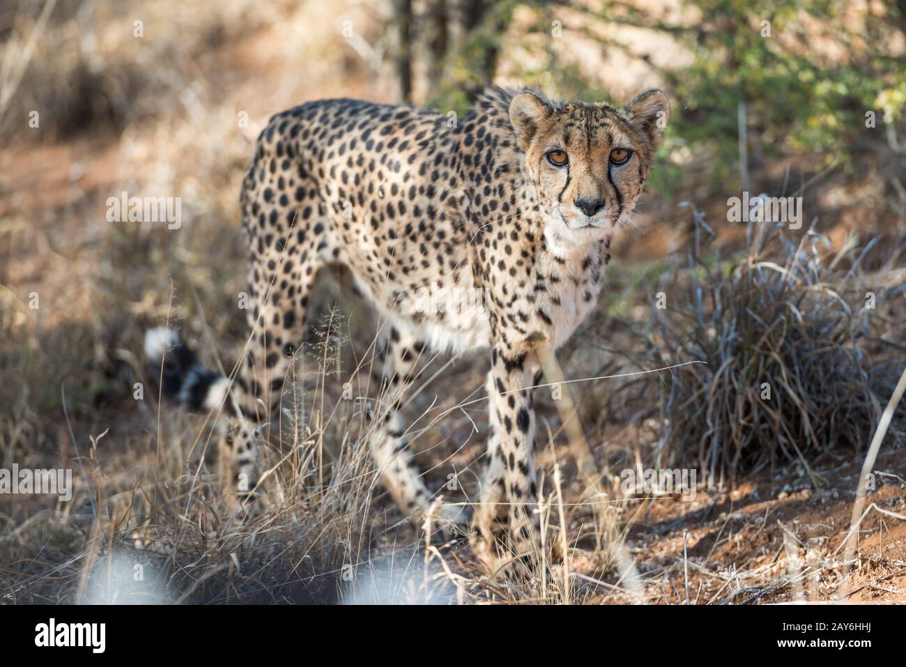 Vue rapprochée d'un cheetah dans les bois de savane de la ferme des cheetahs Banque D'Images