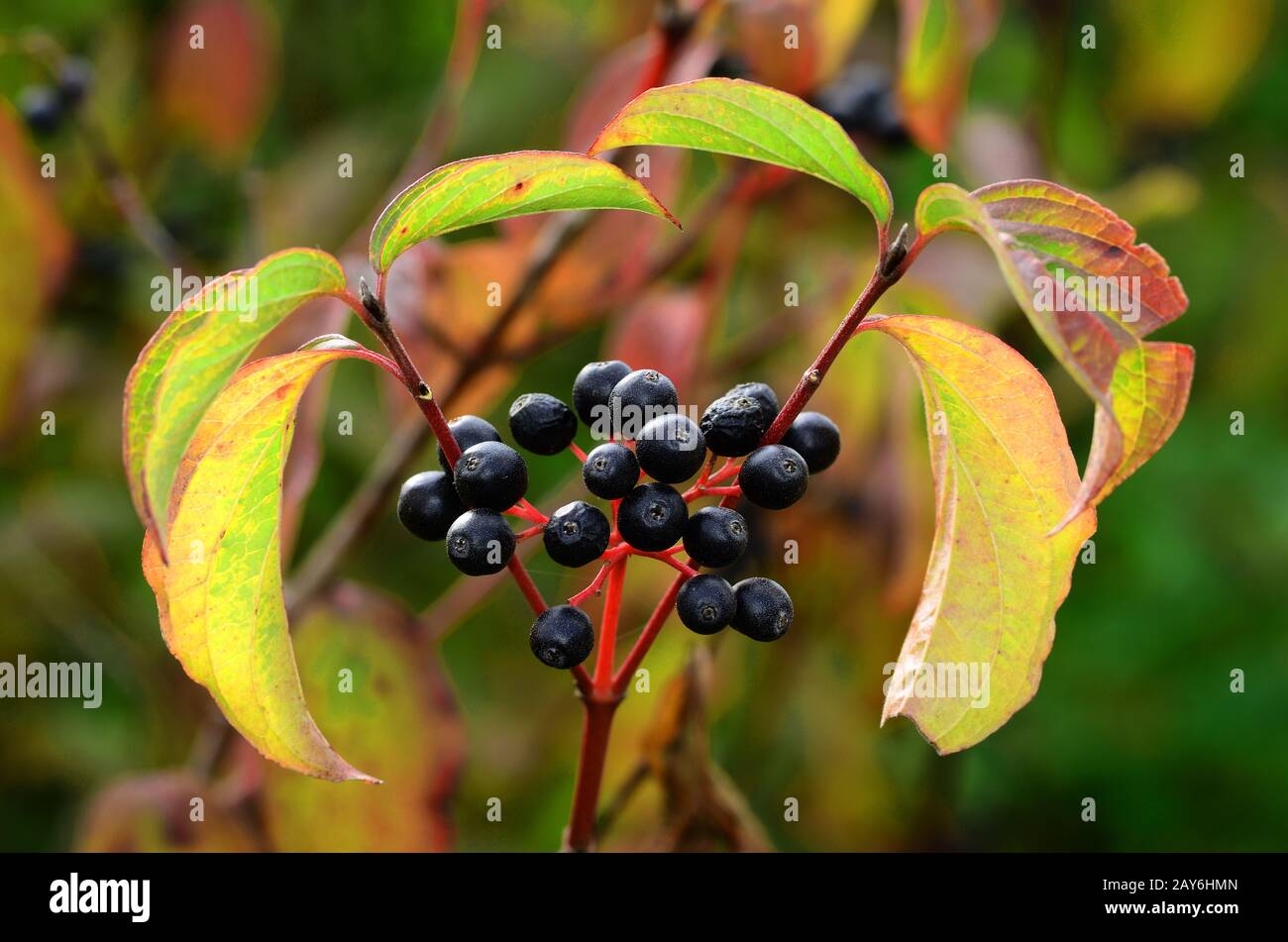 buisson, arbuste, baies, fruits, cornouille, cornouille-sang, cornouille-dogme, bois pegwood, cornouille rouge, Banque D'Images