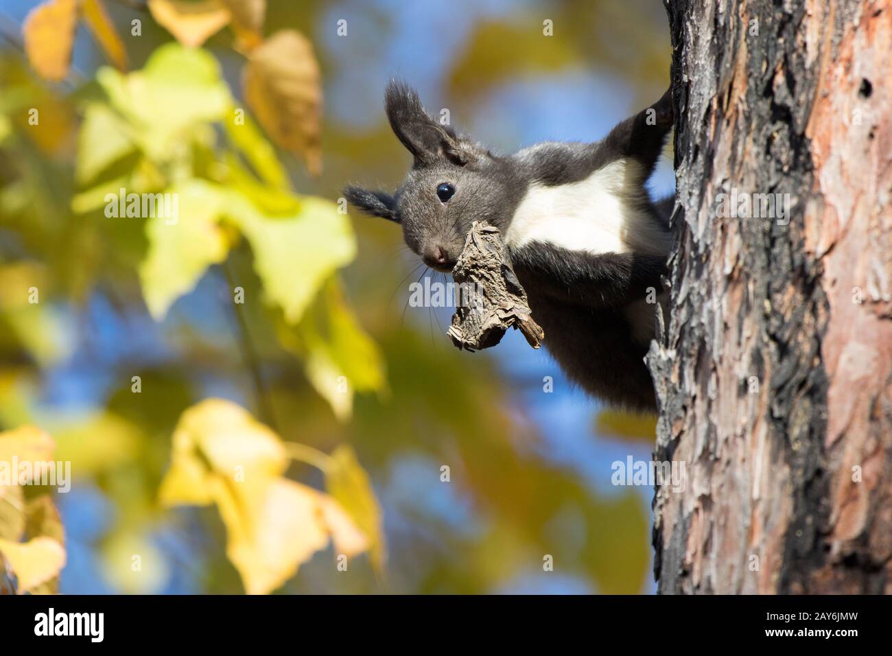 L'écureuil du Kamtchatka assis sur un tronc d'arbre avec une bouche sèche mushroom Banque D'Images