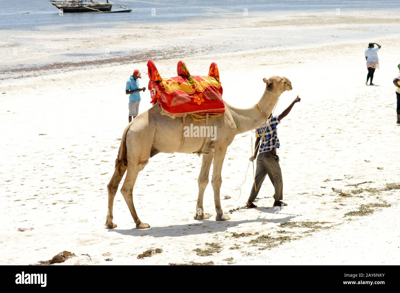 Dromadaire sur la plage Banque D'Images