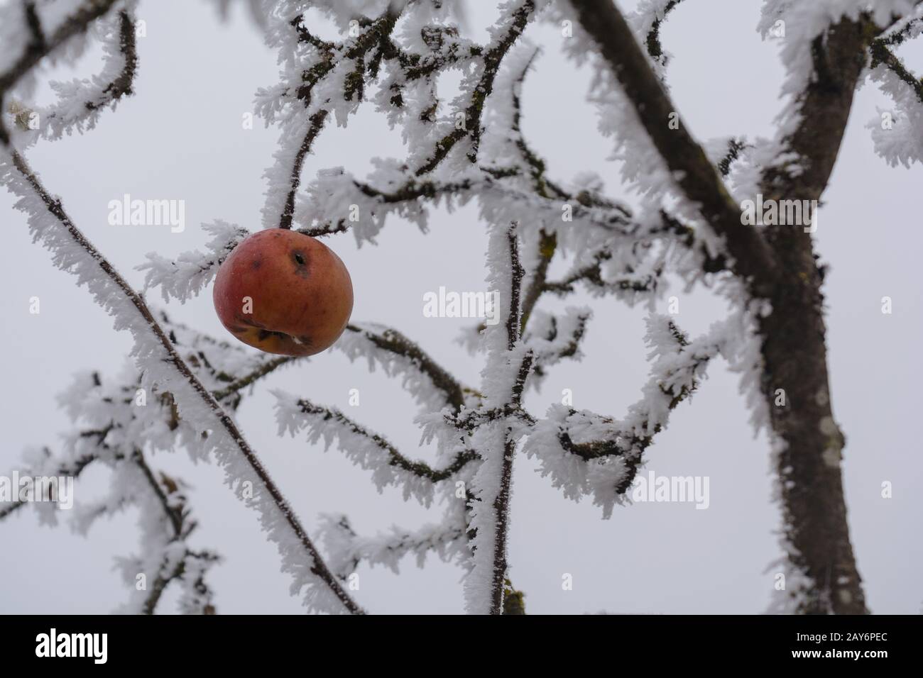 La pomme mangée par le ver se bloque dans l'arbre de pomme en hiver quand il est le givre Banque D'Images