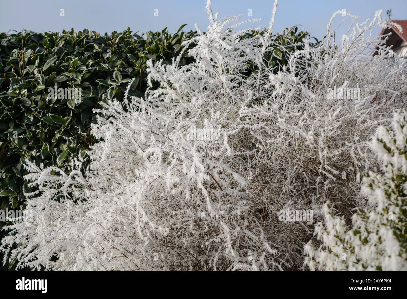 Le froid de morsure s'affiche dans le givre sur le buisson d'arrosage et le cerisier laurier Banque D'Images