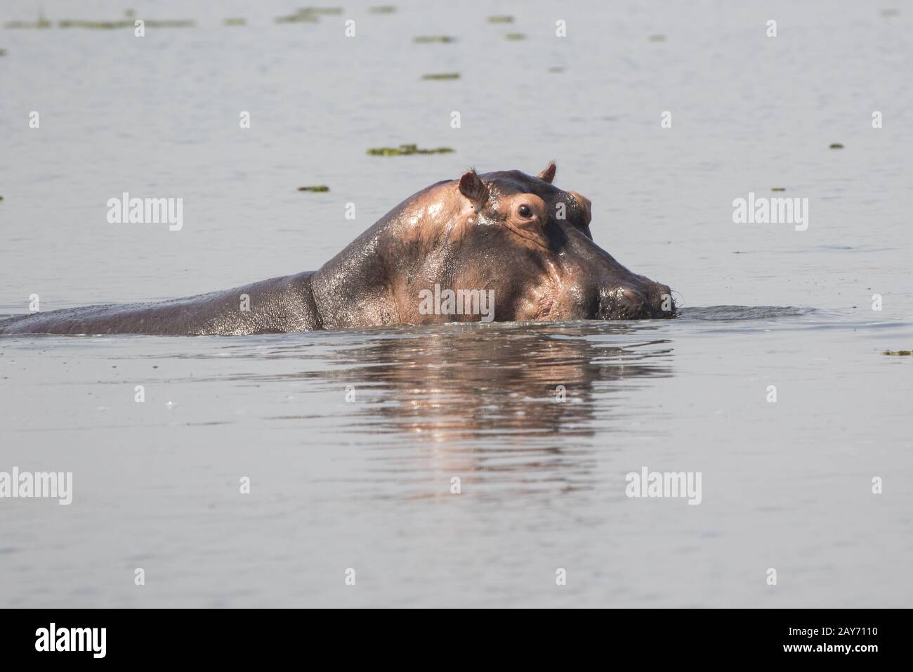 L'hippopotame a levé la tête au-dessus de l'eau un après-midi chaud dans le lac Albert Banque D'Images