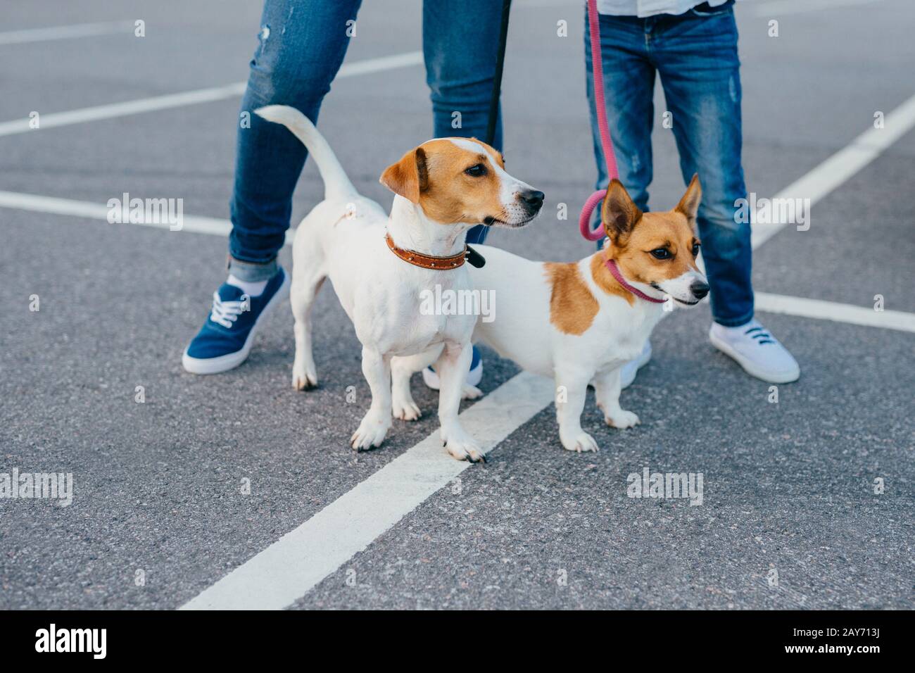 Deux chiens avec des propriétaires non reconnaissables sur des laisses ont une promenade en plein air, poser à l'asphalte dans la rue. La mère et la fille portent un Jean et se promènent avec le pe Banque D'Images