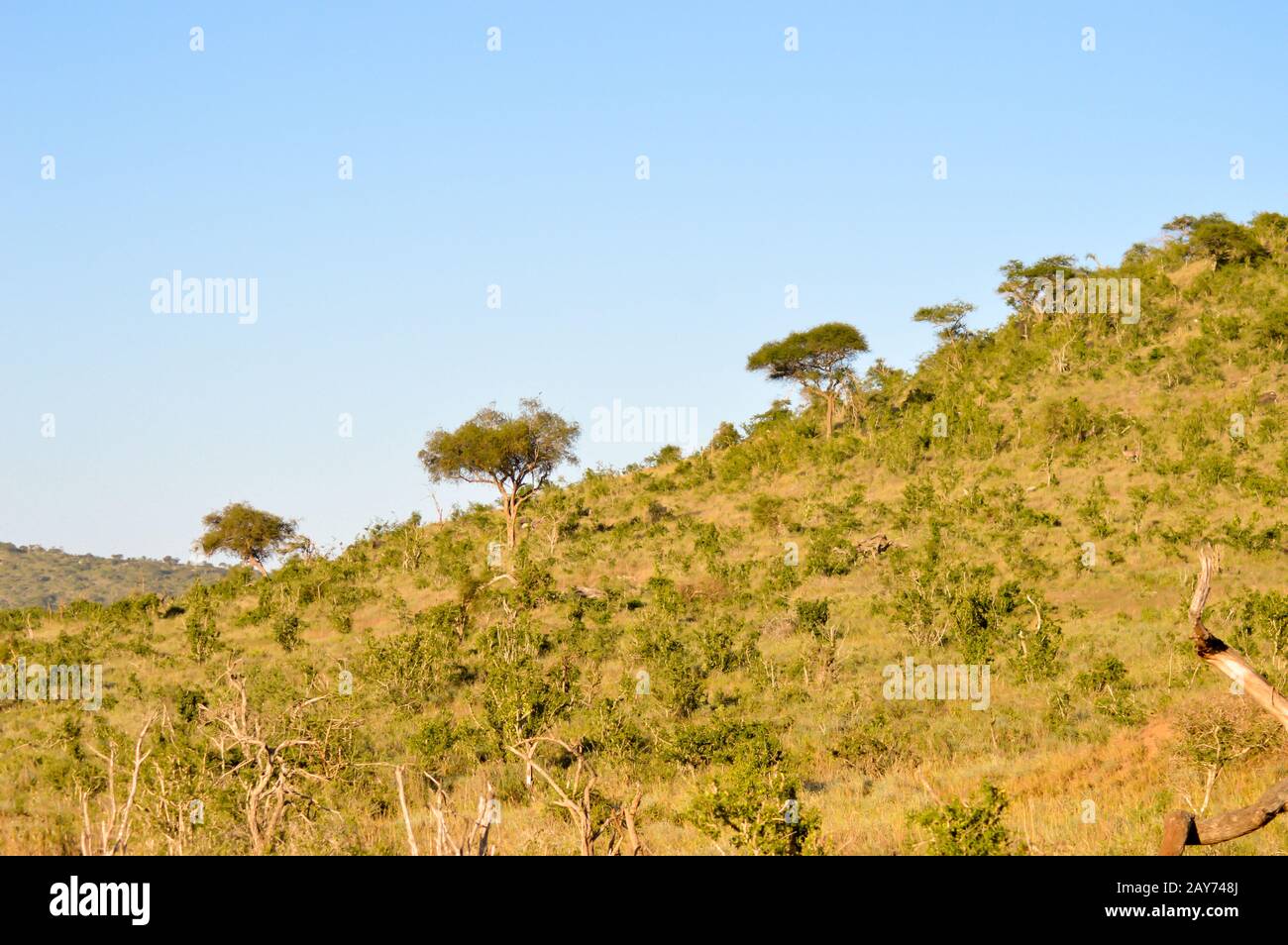 Colline boisée dans la savane Banque D'Images