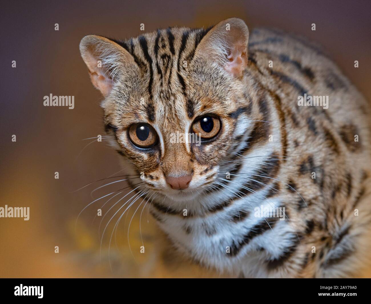 Asian Leopard Cat Prionailurus bengalensis Banque D'Images