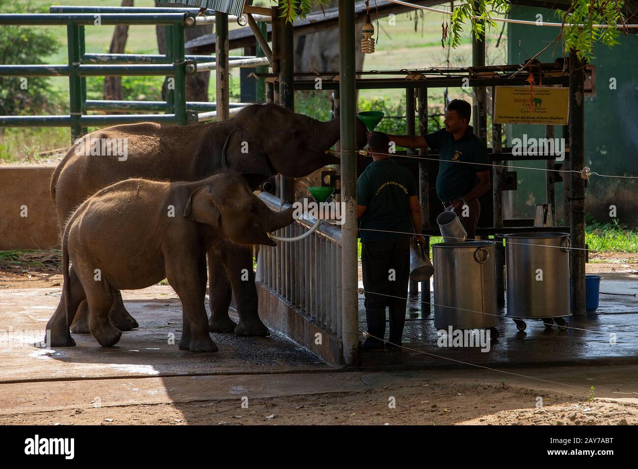 Sri Lanka, - septembre 2015 : les Rangers nourrissant du lait à de jeunes éléphants orphelins à la maison de transit d'Udewalawe, Elephant Banque D'Images