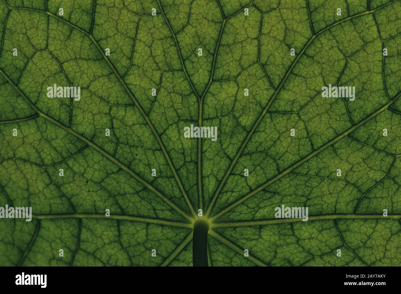 Sous la vue d'un nasturtium - Art numérique Banque D'Images