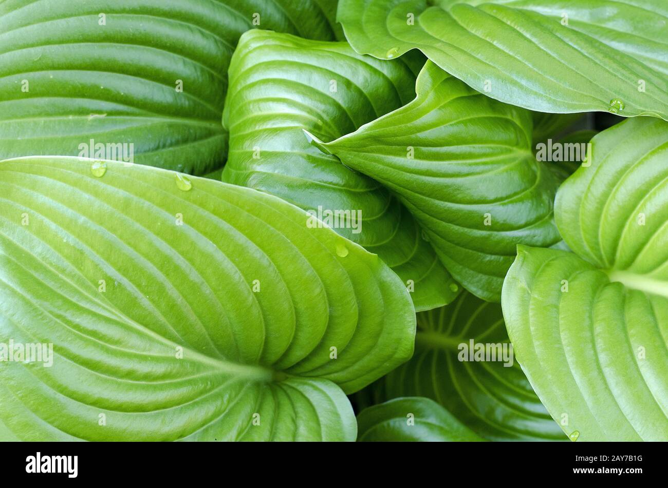 Gouttes d'eau de feuille d'hosta Banque D'Images