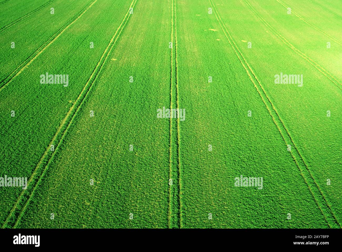Perspective vue aérienne du paysage des champs agricoles verts frais. Vue de dessus vers le bas, le tracteur suit des lignes géométriques parfaites. Banque D'Images