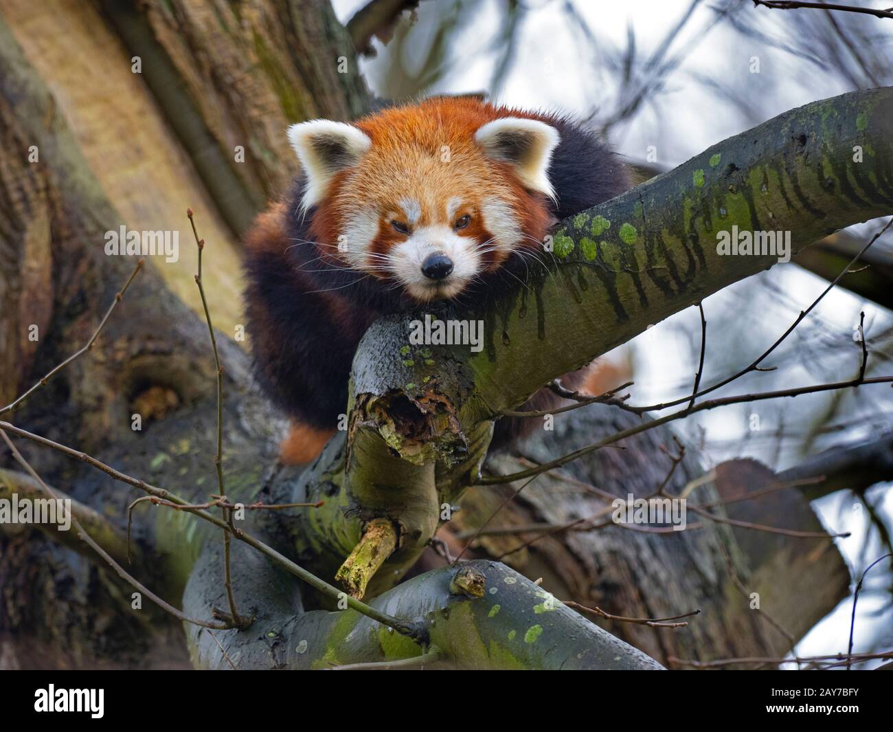 Dormant Red panda Ailurus fulgens portrait captif Banque D'Images