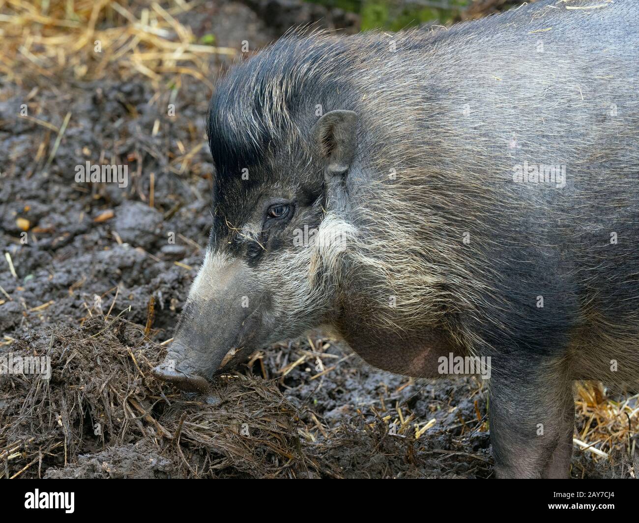 Sus cebifrons cochon verruqueuse Visayan photographie en captivité Banque D'Images