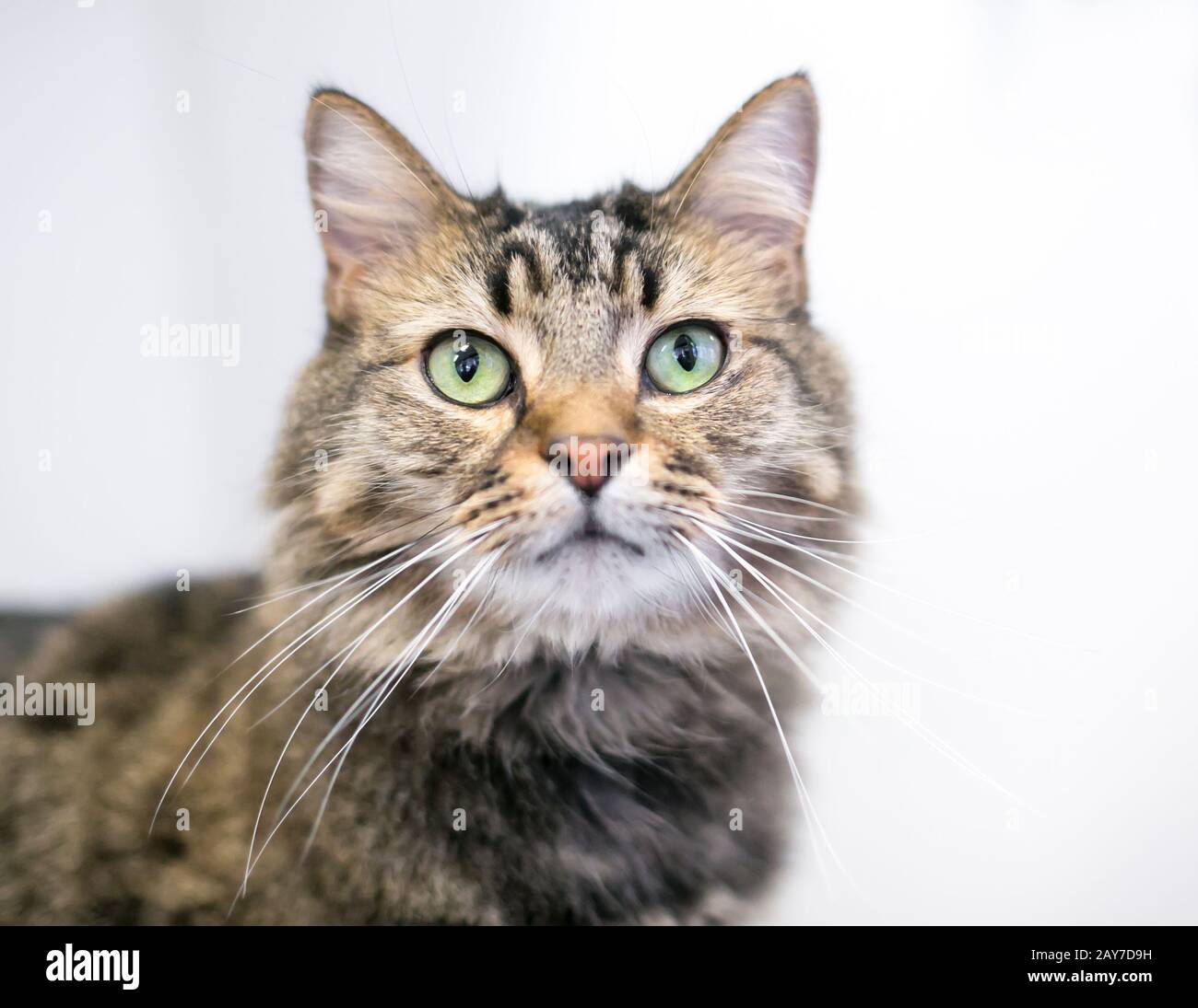 Un chat à poil moyen domestique avec des marques de tabby brunes et des yeux verts Banque D'Images