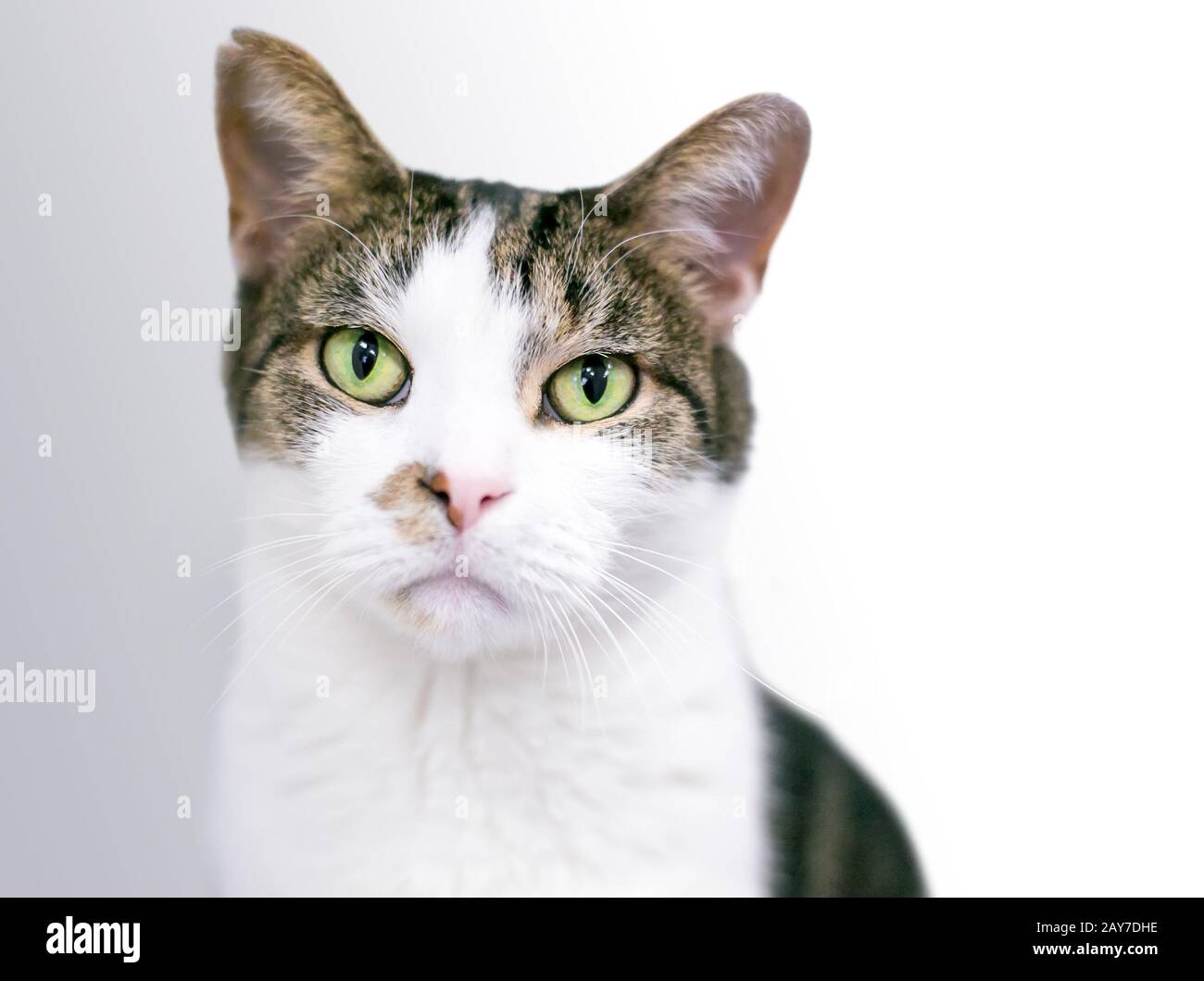 Un chat de shorthair domestique avec tabby brun et des marques blanches, et yeux verts Banque D'Images