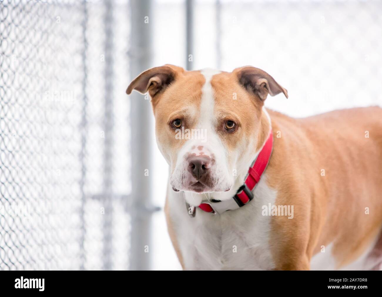 Chien de race mixte de Pit Bull Terrier rouge et blanc dans un refuge pour animaux Banque D'Images