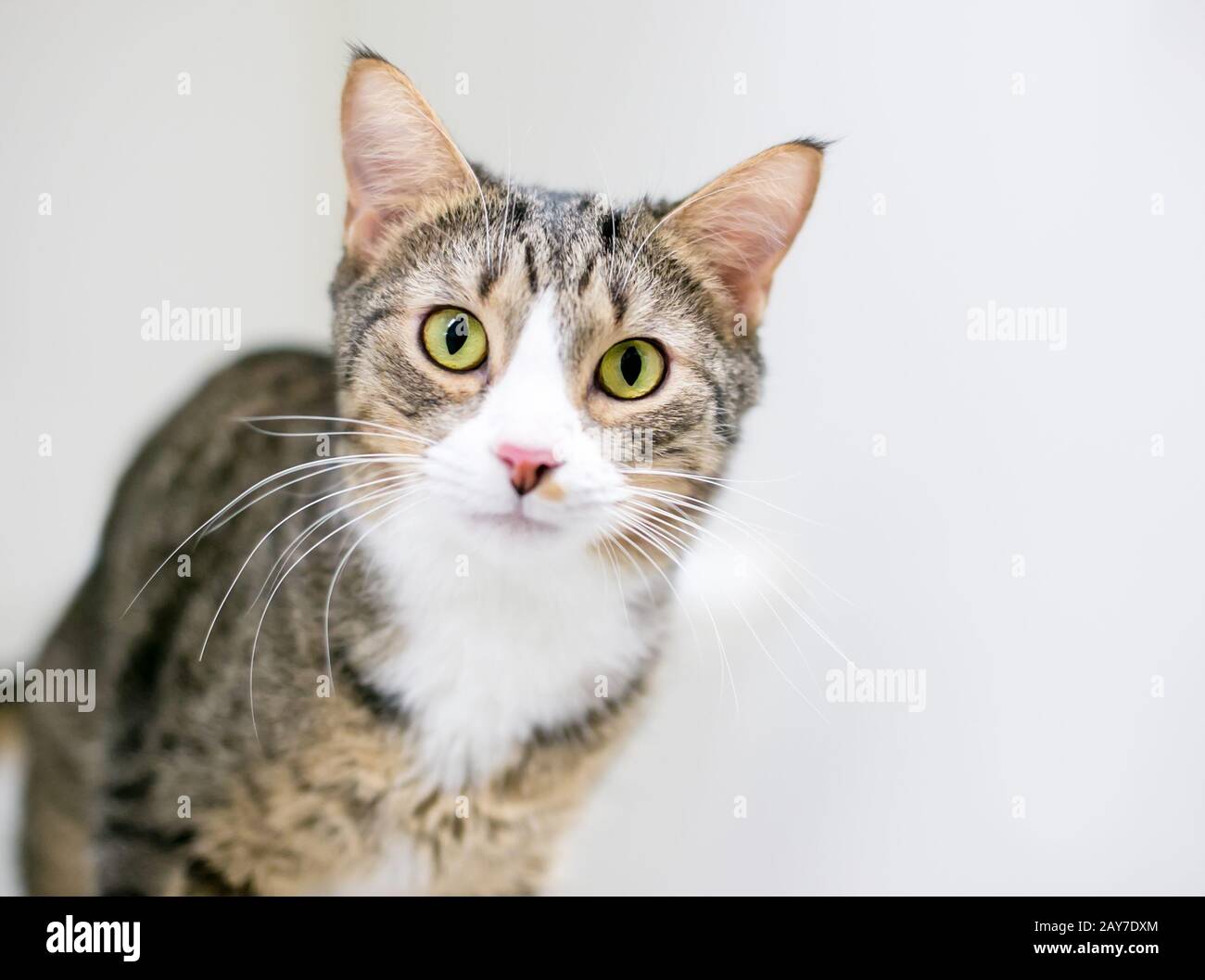 Un chat de shorthair domestique avec tabby brun et des marques blanches Banque D'Images