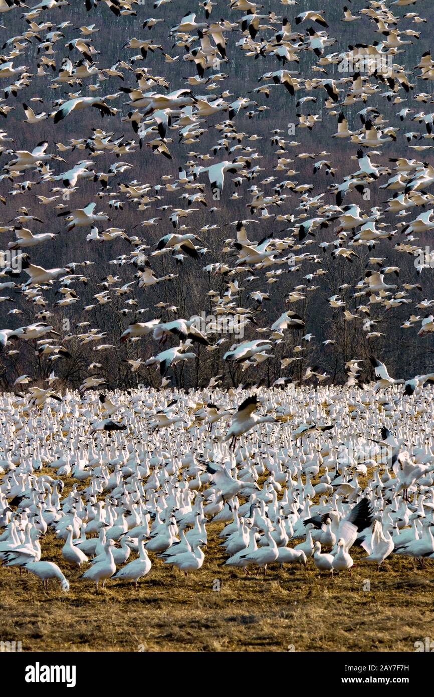 Les Oies des neiges en vol lors de la migration printanière dans la zone de gestion de la faune de Middle Creek, en Pennsylvanie, aux États-Unis Banque D'Images