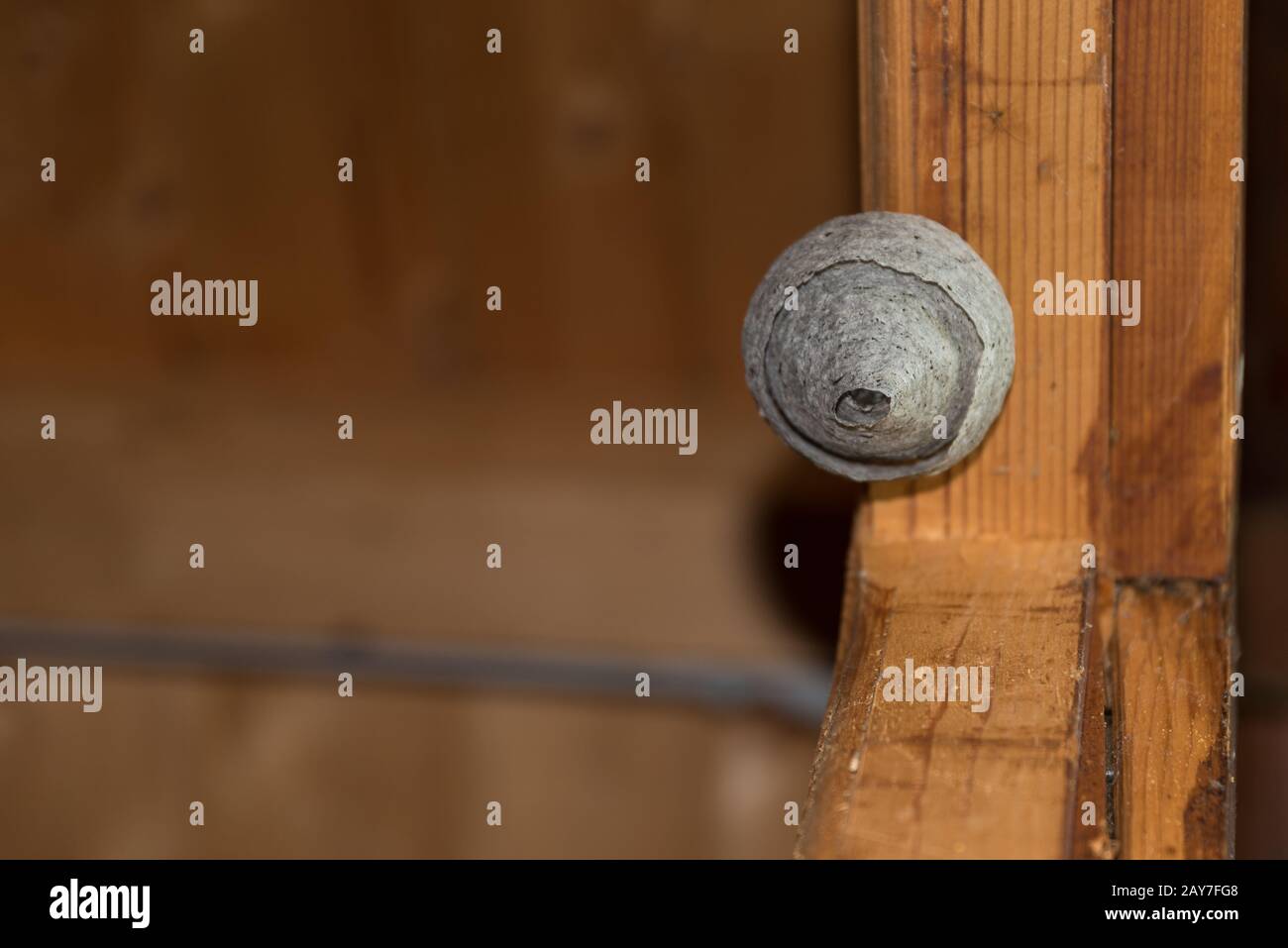 La guêpe naturelle niche sur le cadre de la porte d'une cabane de jardin Banque D'Images