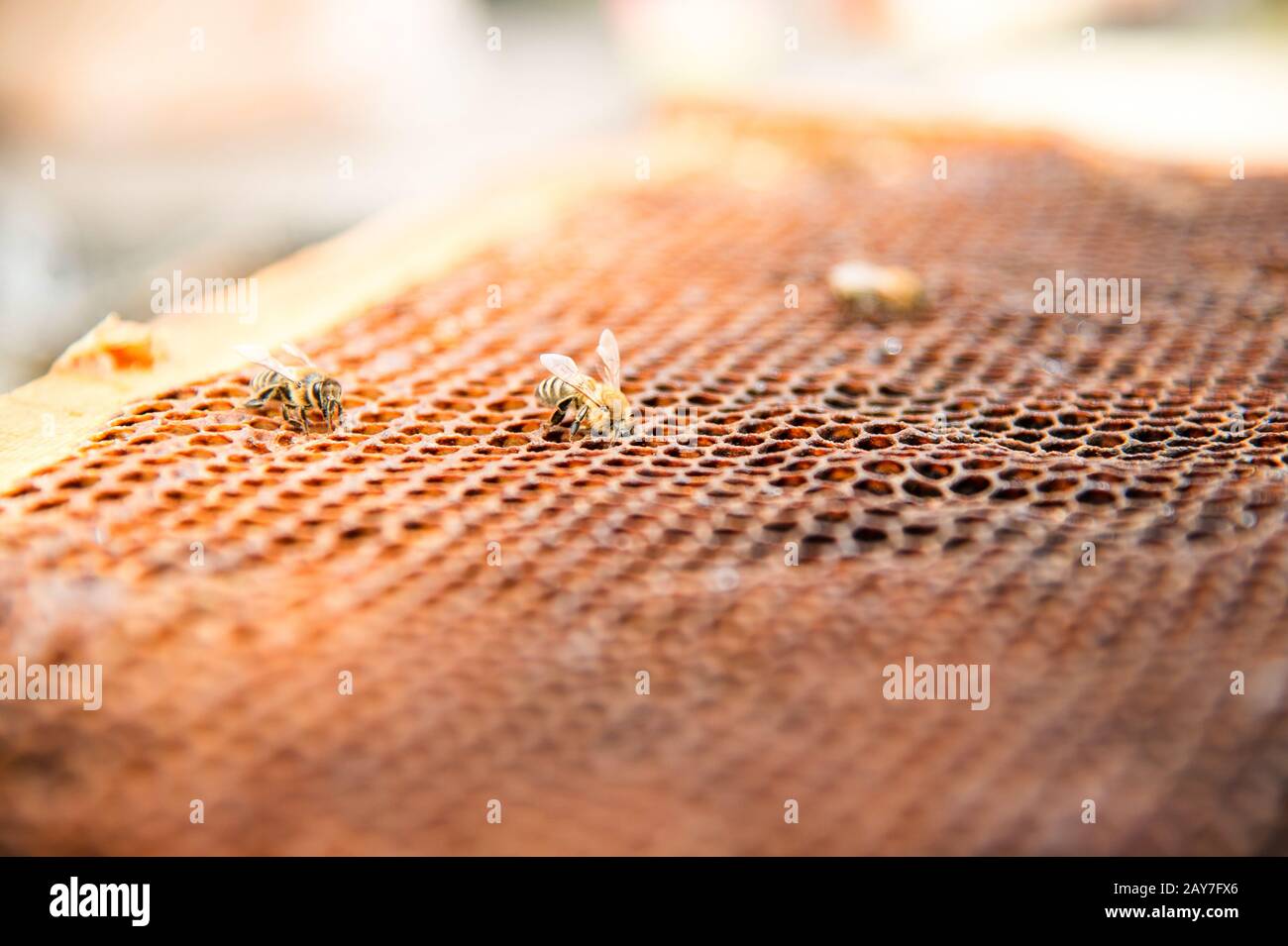 Abeilles mortes, recouvertes de poussière et de acariens sur un nid d'abeilles vide d'une ruche en déclin Banque D'Images