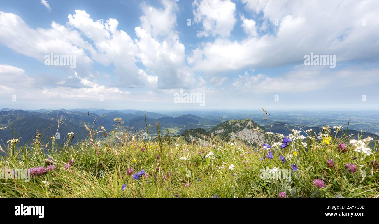 Herbes sauvages en face d'un massif de montagne Banque D'Images