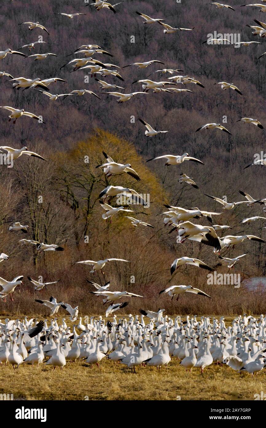 Les Oies des neiges en vol lors de la migration printanière dans la zone de gestion de la faune de Middle Creek, en Pennsylvanie, aux États-Unis Banque D'Images