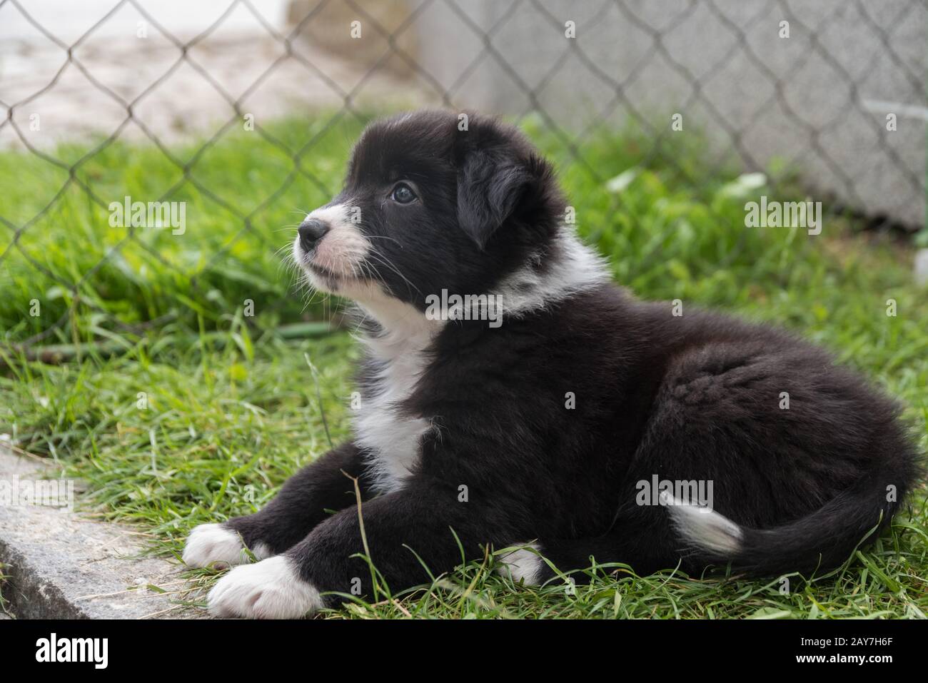 un chiot curieux et attentif se trouve dans la prairie Banque D'Images