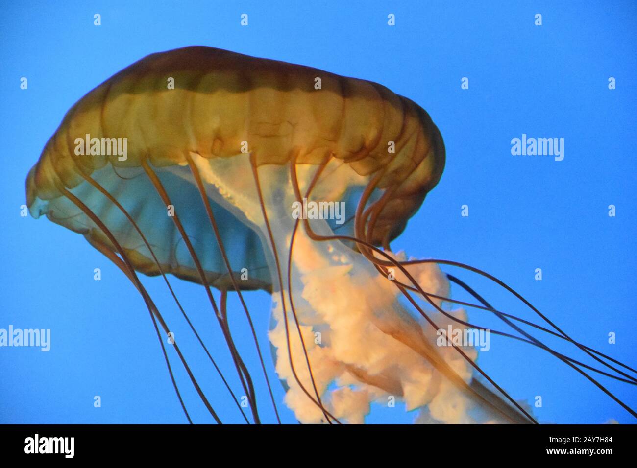 Pacific Sea Nettle Jellyfish Banque D'Images
