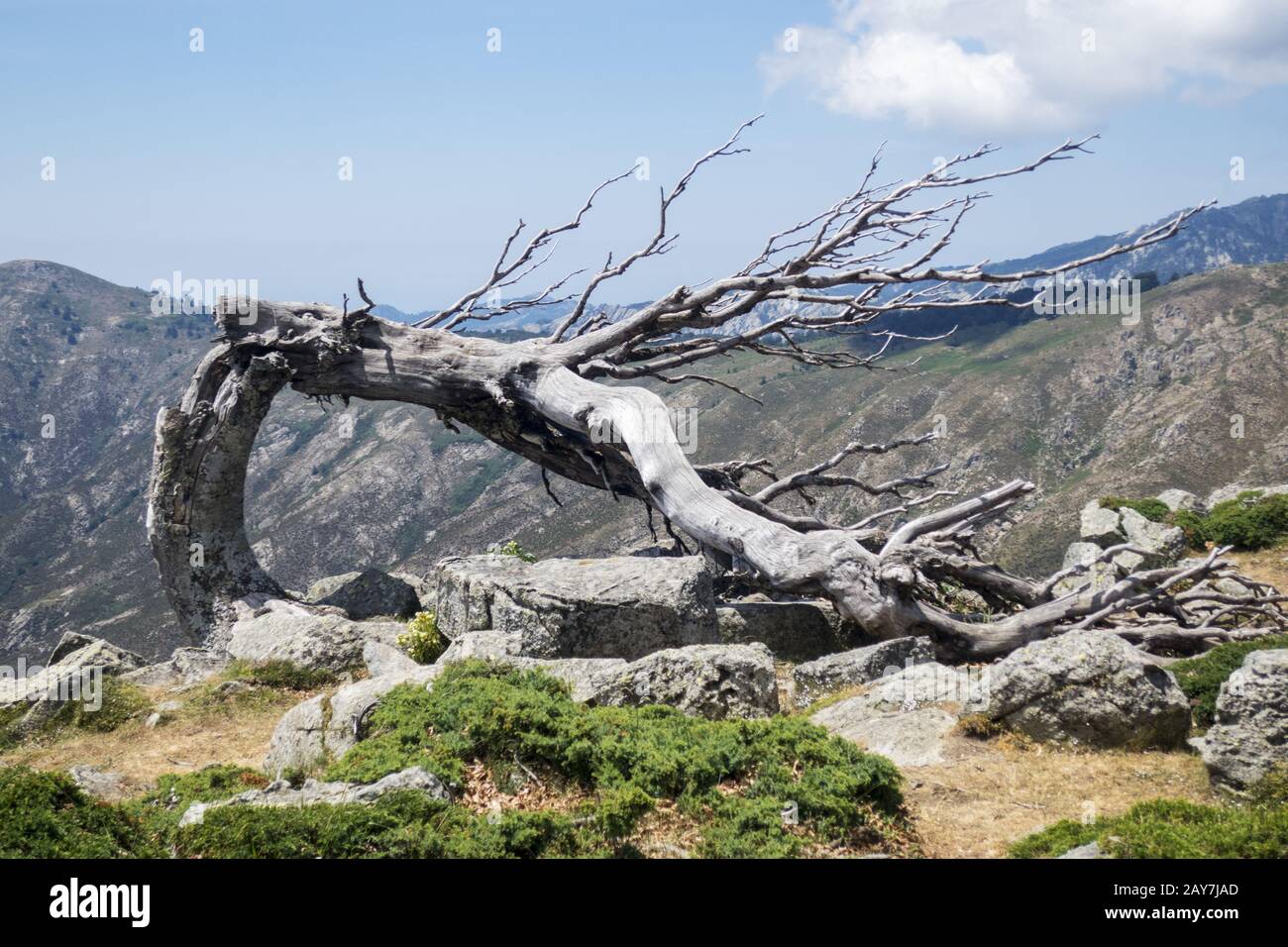 Vieux arbre sur le GR20 en Corse Banque D'Images