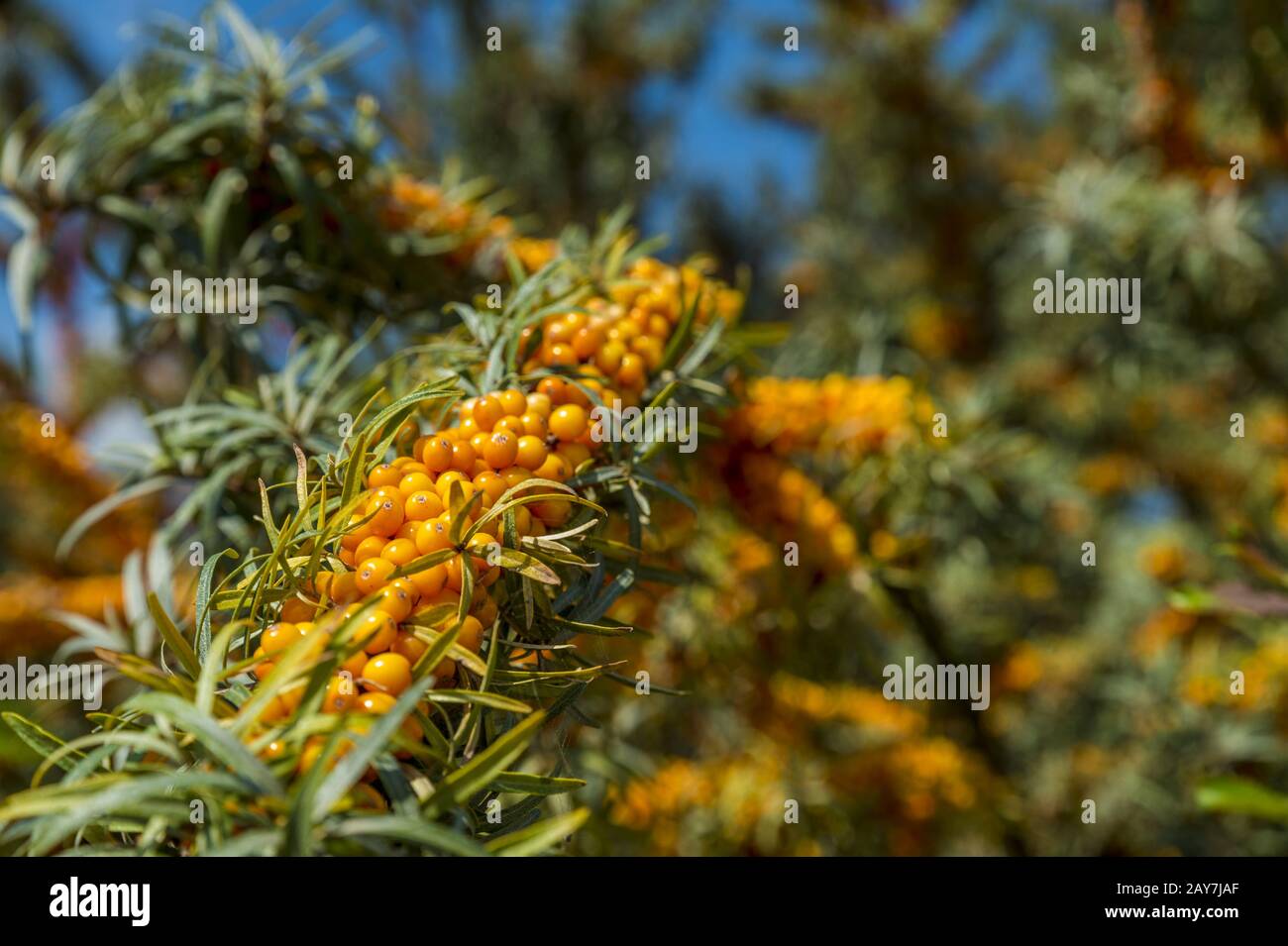 Une buckthorn de mer dans la lumière du soleil pleine de baies mûres. Banque D'Images