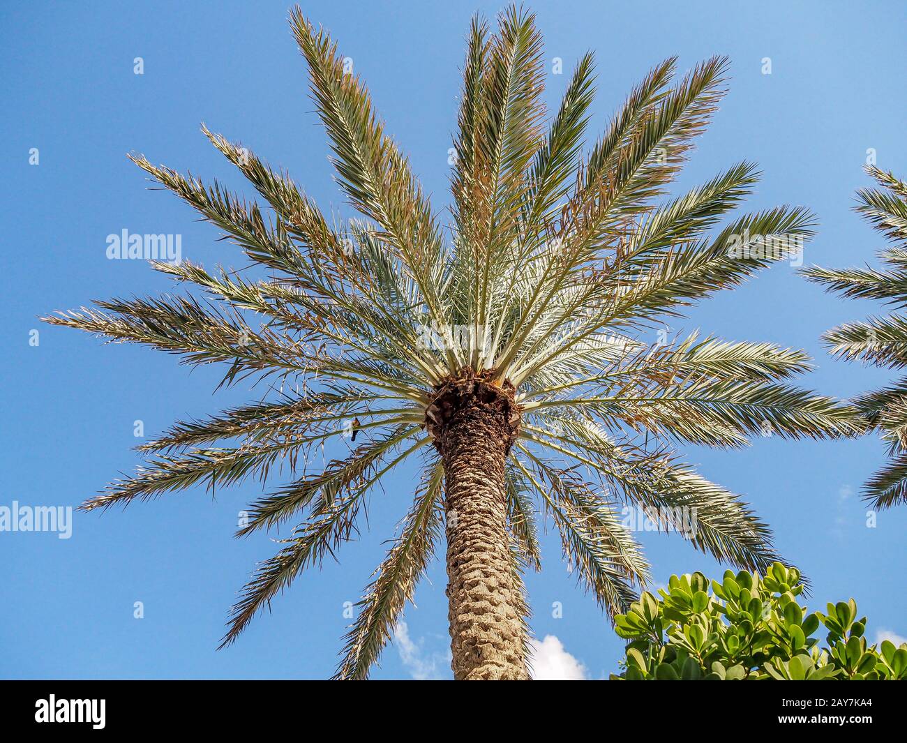 Près des palmiers sur la plage contre le ciel bleu vif. Banque D'Images