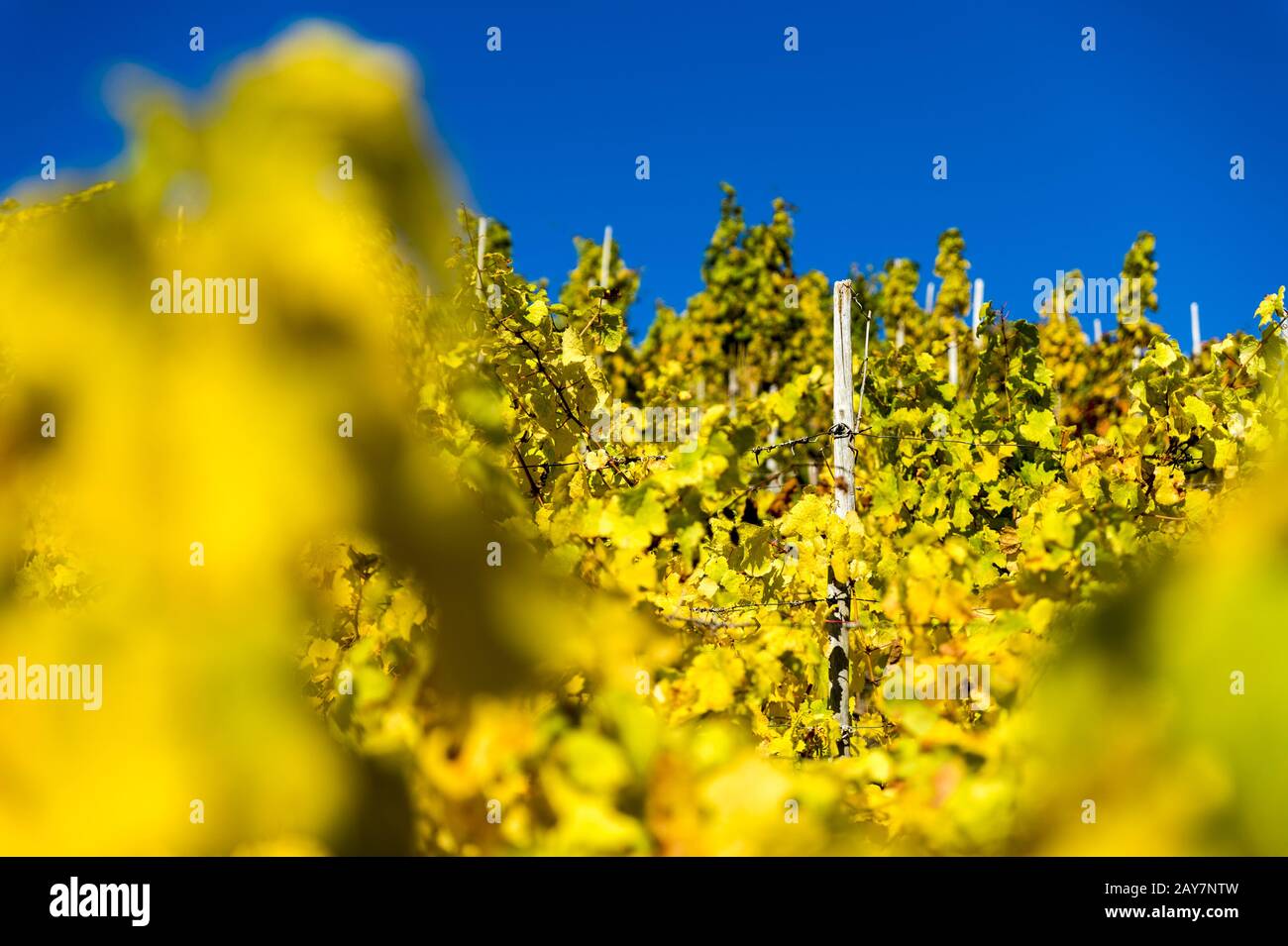 Vignoble en jaune Banque D'Images