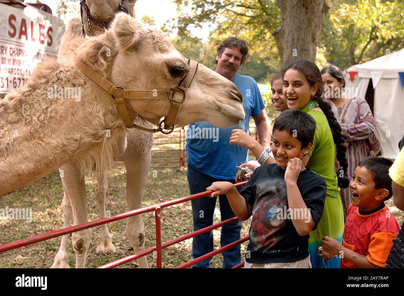 12 novembre 2005, Austin, Texas : les chameaux exposés raviront les enfants et les adultes à la fin du festival du Ramadan (Eid) où la communauté musulmane du centre du Texas accueille toutes les confessions à un rassemblement mettant en valeur la nourriture, la danse et les festivités du monde musulman. L'événement est parrainé par le Forum des musulmans pour l'unité (FMU) du centre du Texas. ©Bob Daemmrich Banque D'Images