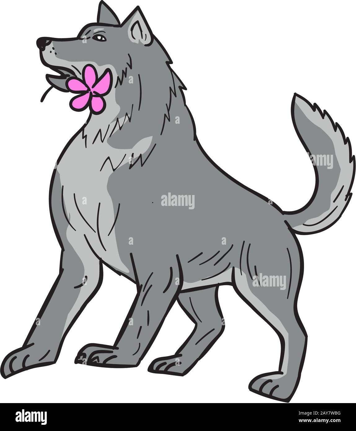 Timber Wolf Holding Plumeria Flower Dimensions Banque D'Images