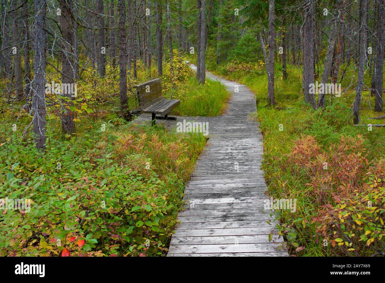 La Tourbière est un sentier de 4,8 km situé au Parc de la Frontenac, Québec, Canada. Il est doté d'une tourbière craqueuse, d'une forêt boréale et d'un mouske Banque D'Images